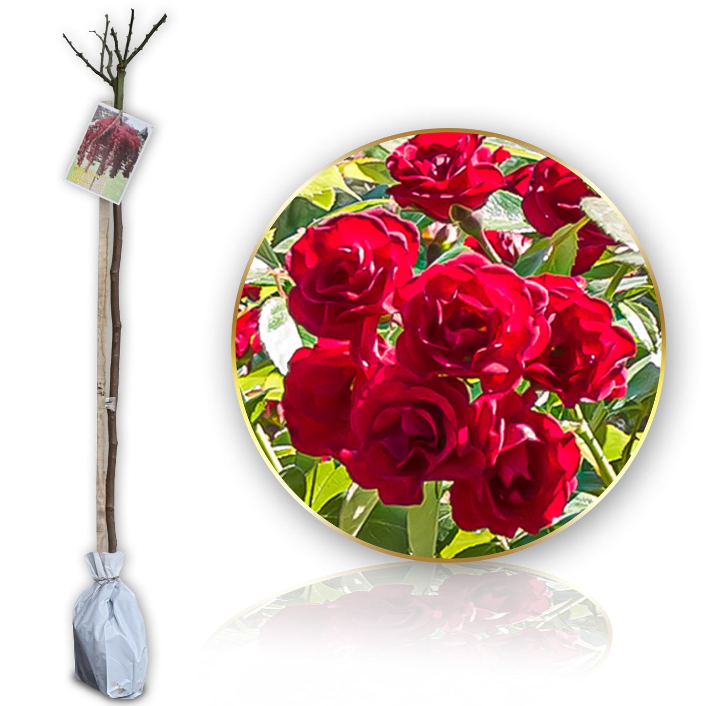 Růže Scarlet Long - 120