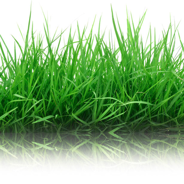 Express Grass Professionnel - 1 krabice na 50 m²
