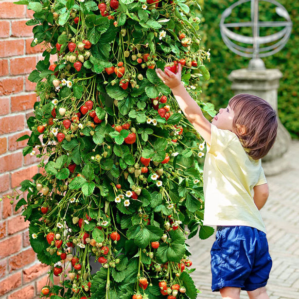 Popínavé sazenice jahodníku - Balení 5 rostlin