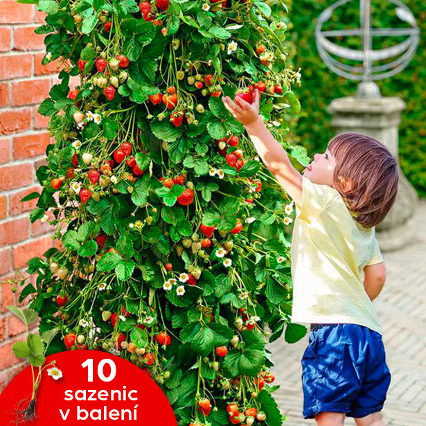 Popínavé sazenice jahodníku - Balení 10 rostlin