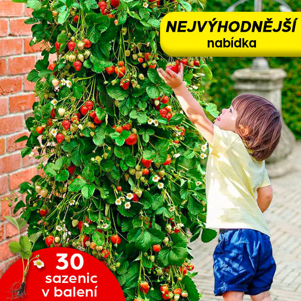Popínavé sazenice jahodníku - Balení 30 rostlin