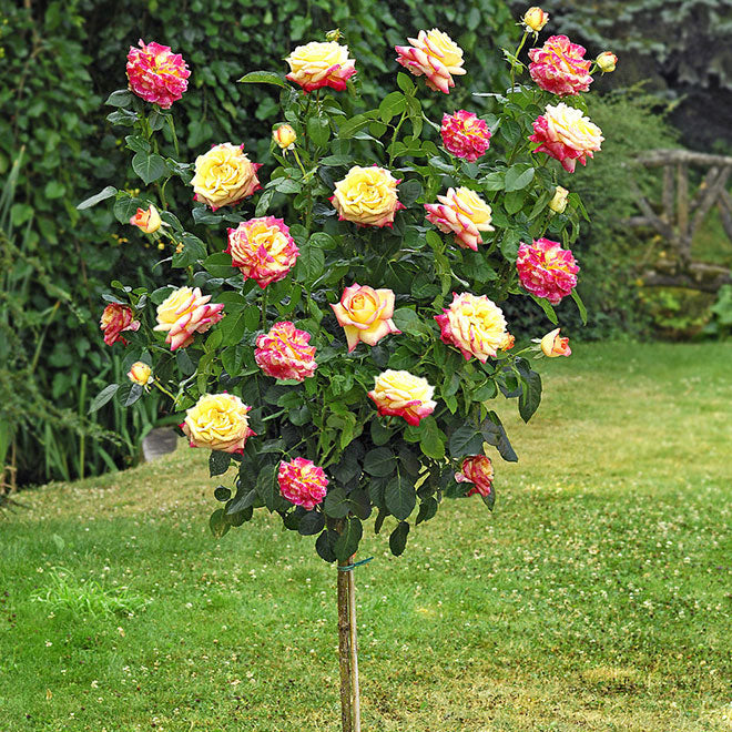 Růže Double Delight Long- 120