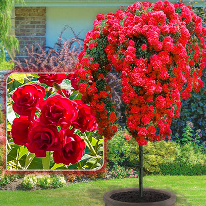 Růže Scarlet Long - 120