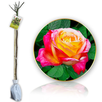 Růže Double Delight Long- 120