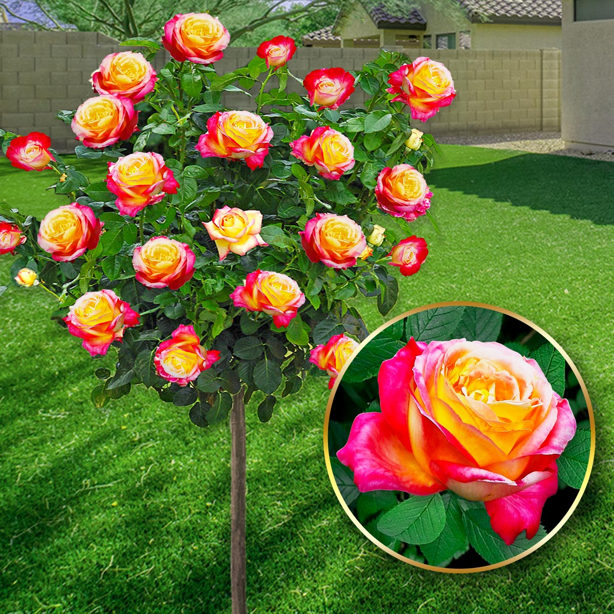 Růže Double Delight Long- 120