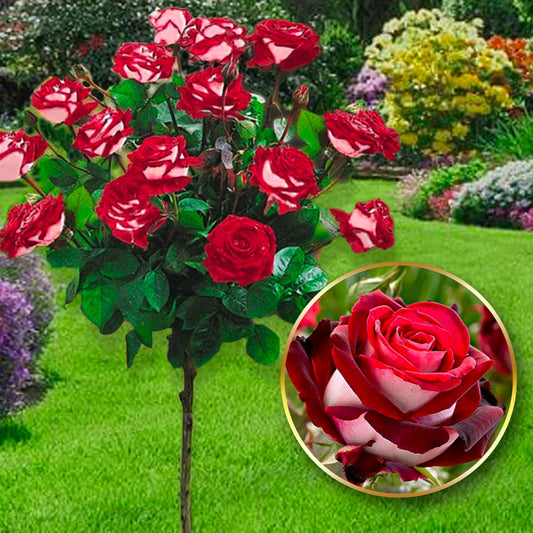 Růže Osiria Long- 120