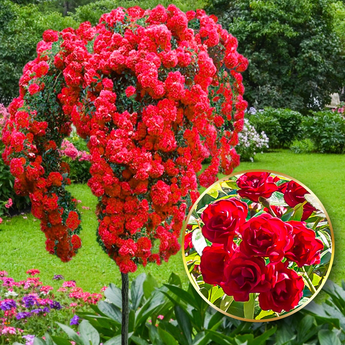 Růže Scarlet Long - 120