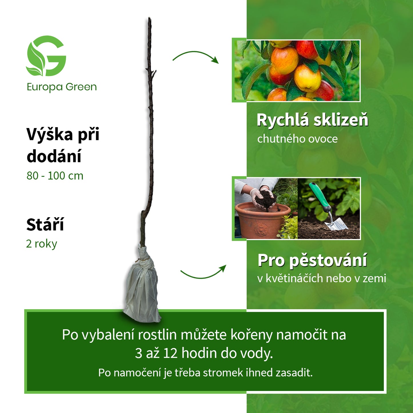 Sloupovitá jabloň Idared
