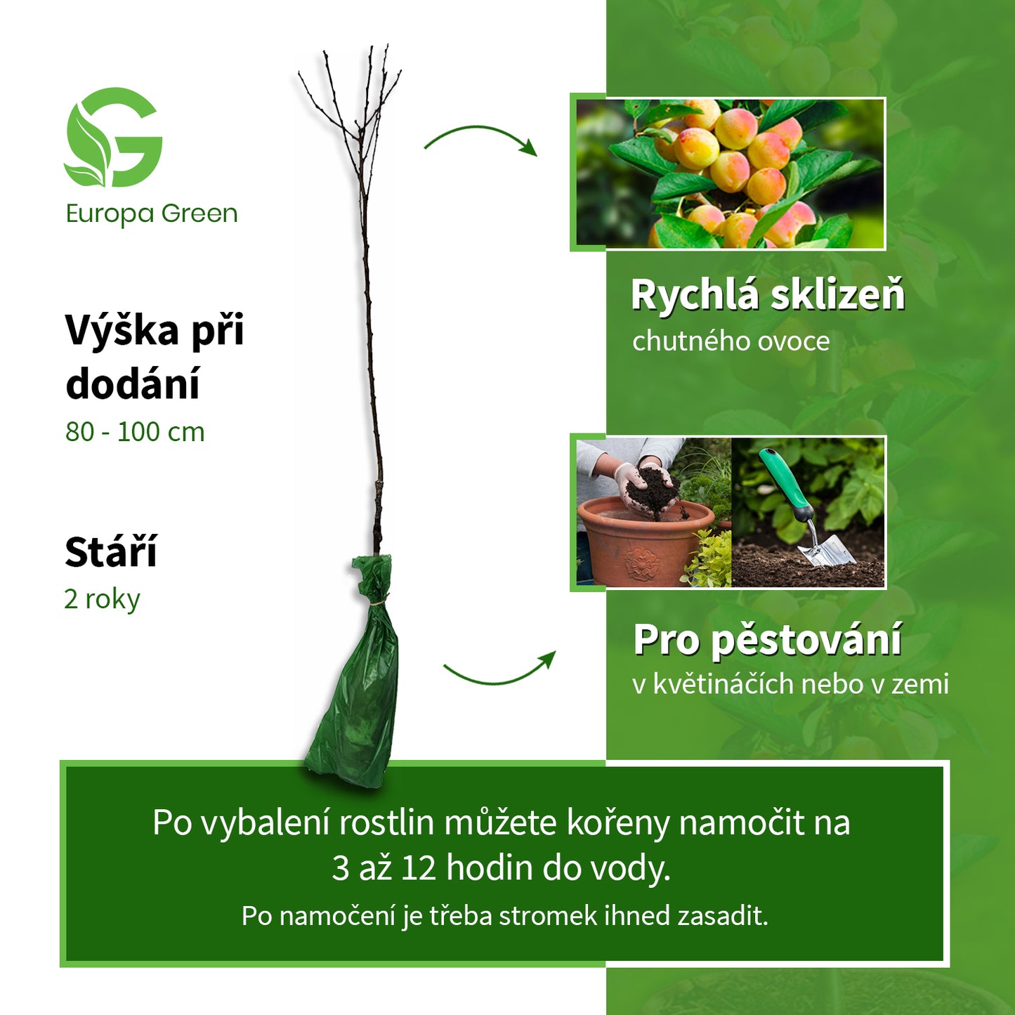 Sloupovitá meruňka Roxana