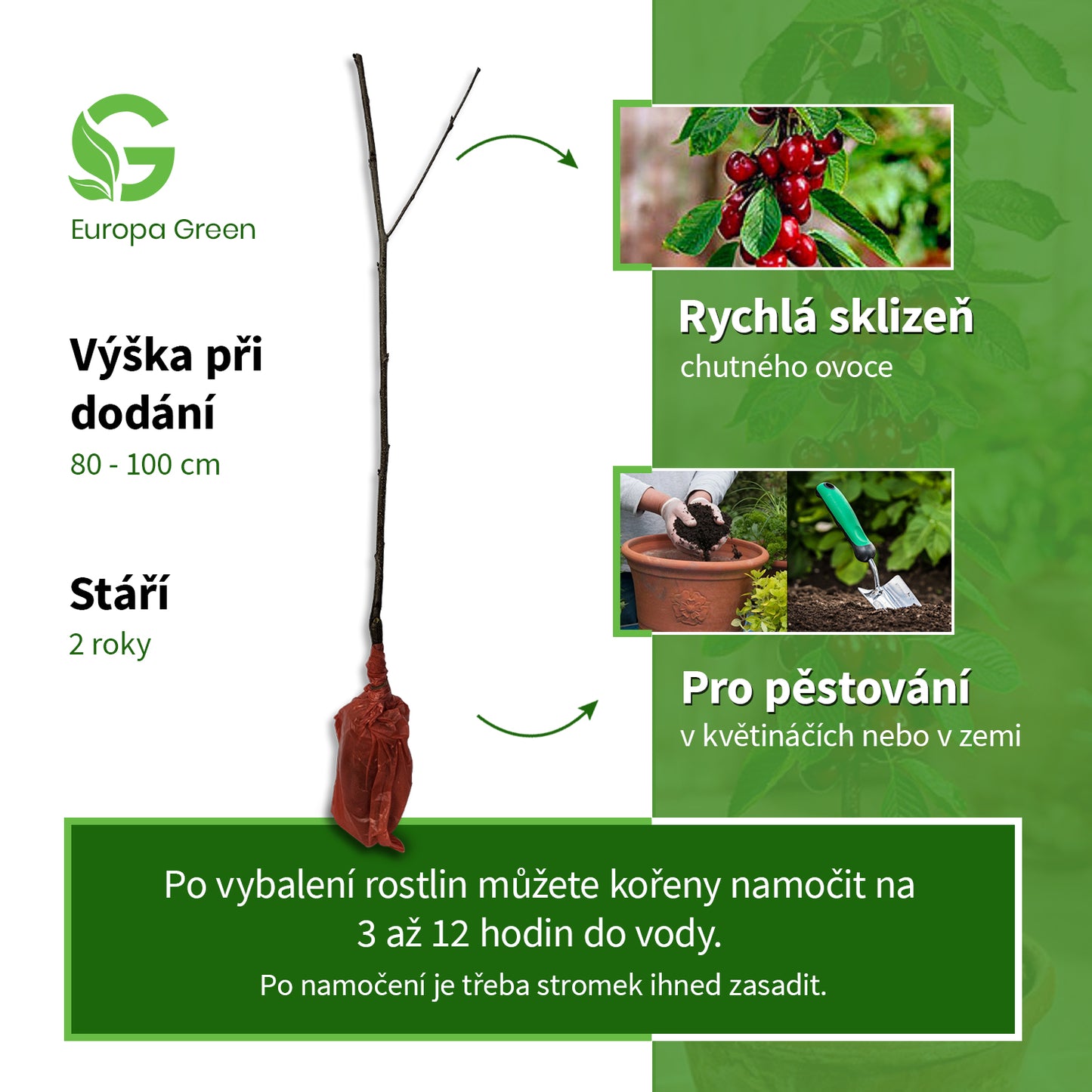 Sloupovitá třešeň Burlat