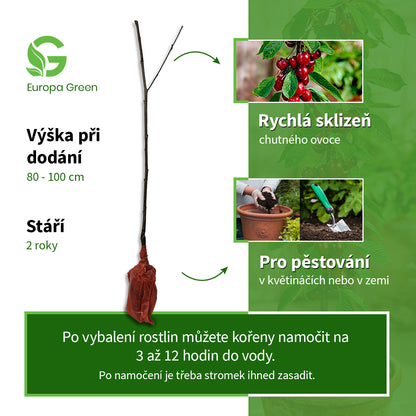 Sloupovitá třešeň Burlat