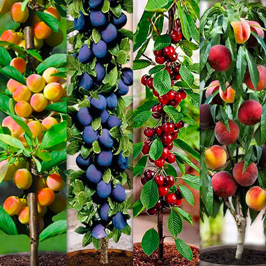 Sada 4 ks sloupovitých ovocných stromků (1 třešeň, 1 meruňka, 1 švestka, 1 broskev)