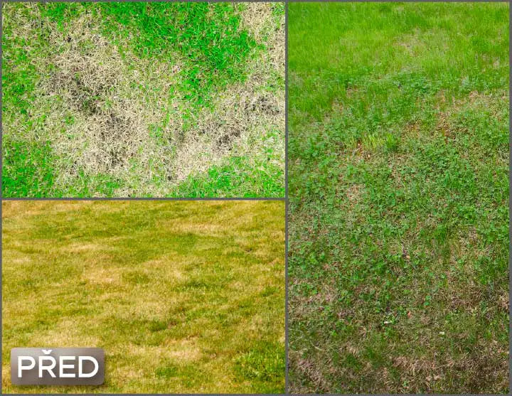 Express Grass Professionnel - 1 krabice na 50 m²