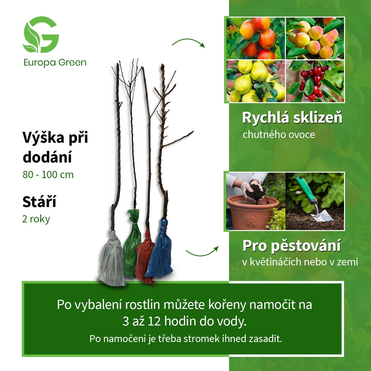 4 ks sloupovitých ovocných stromků