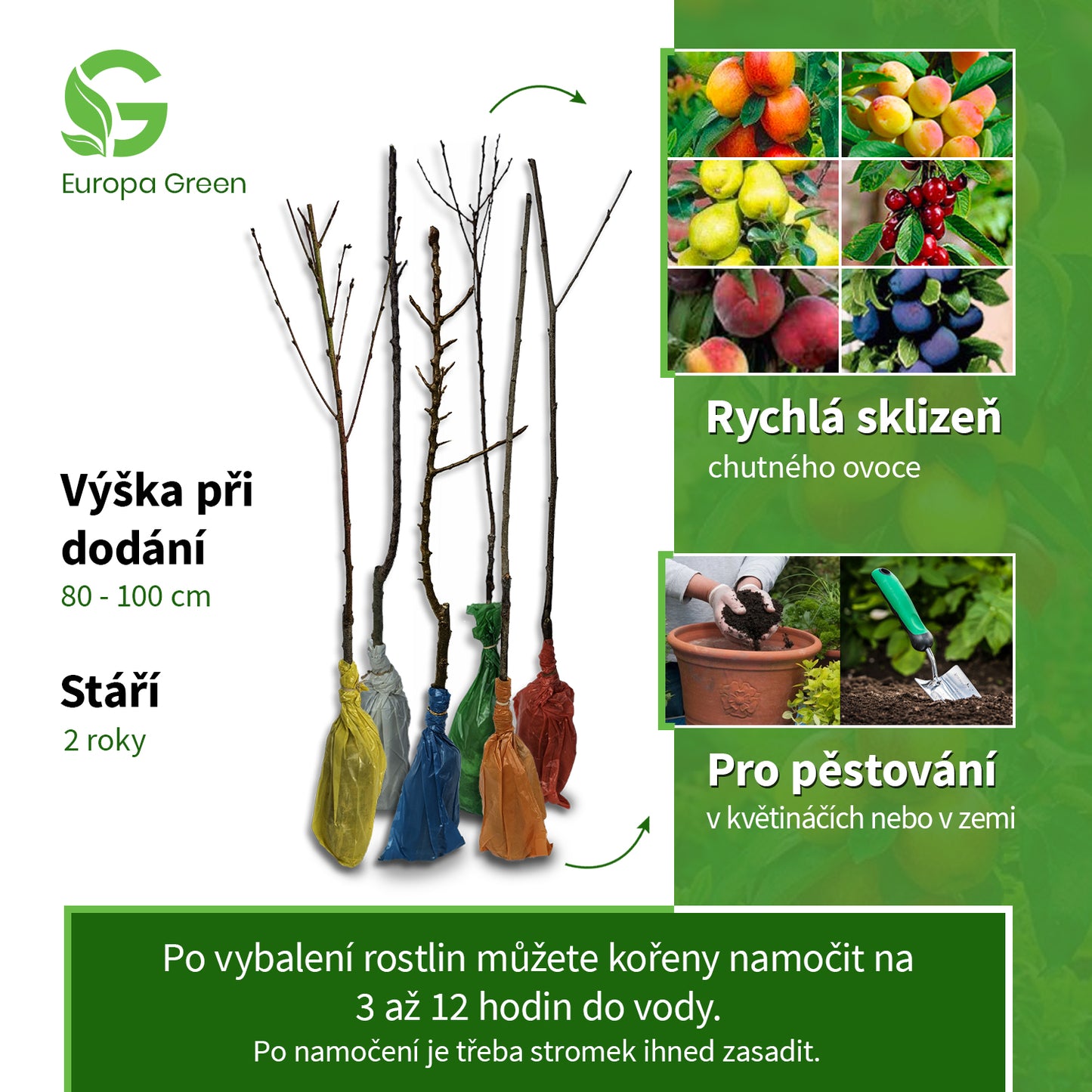 6 + 1 ks sloupovitých ovocných stromků