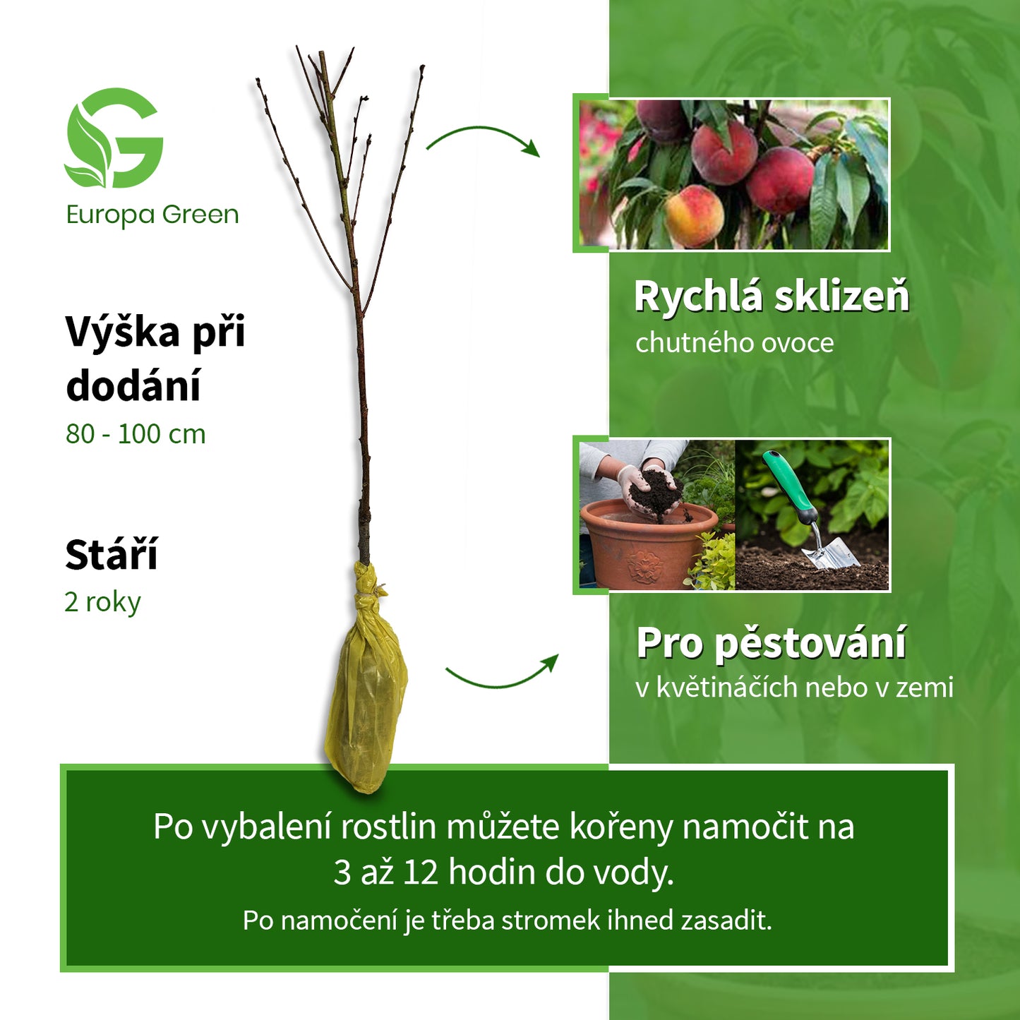 Sloupovitá broskvoň Persica