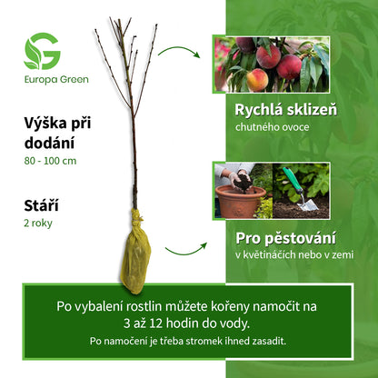 Sloupovitá broskvoň Persica