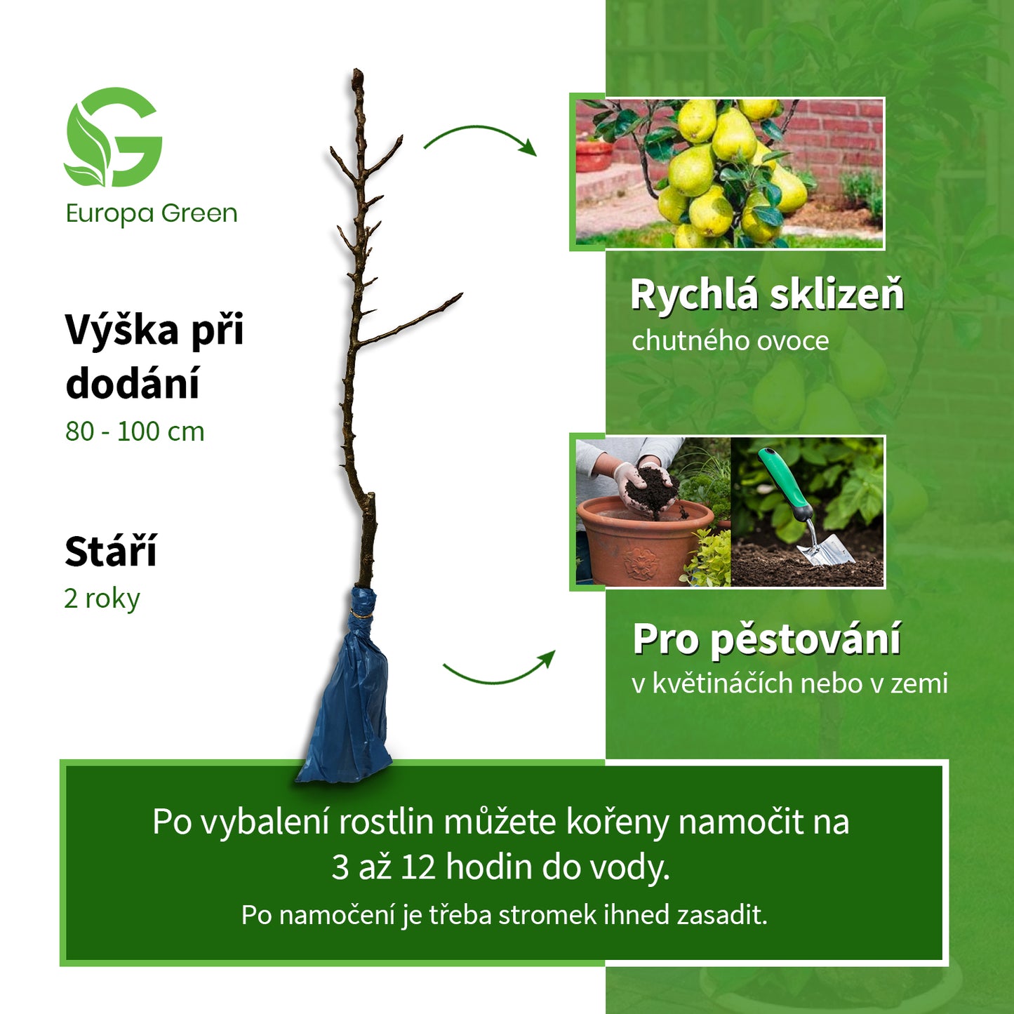 Sloupovitá hrušeň Williams