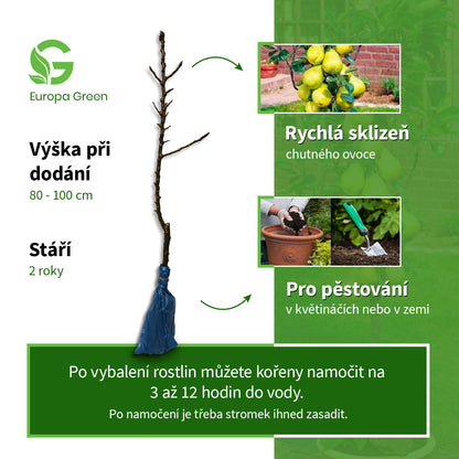 Sloupovitá hrušeň Williams