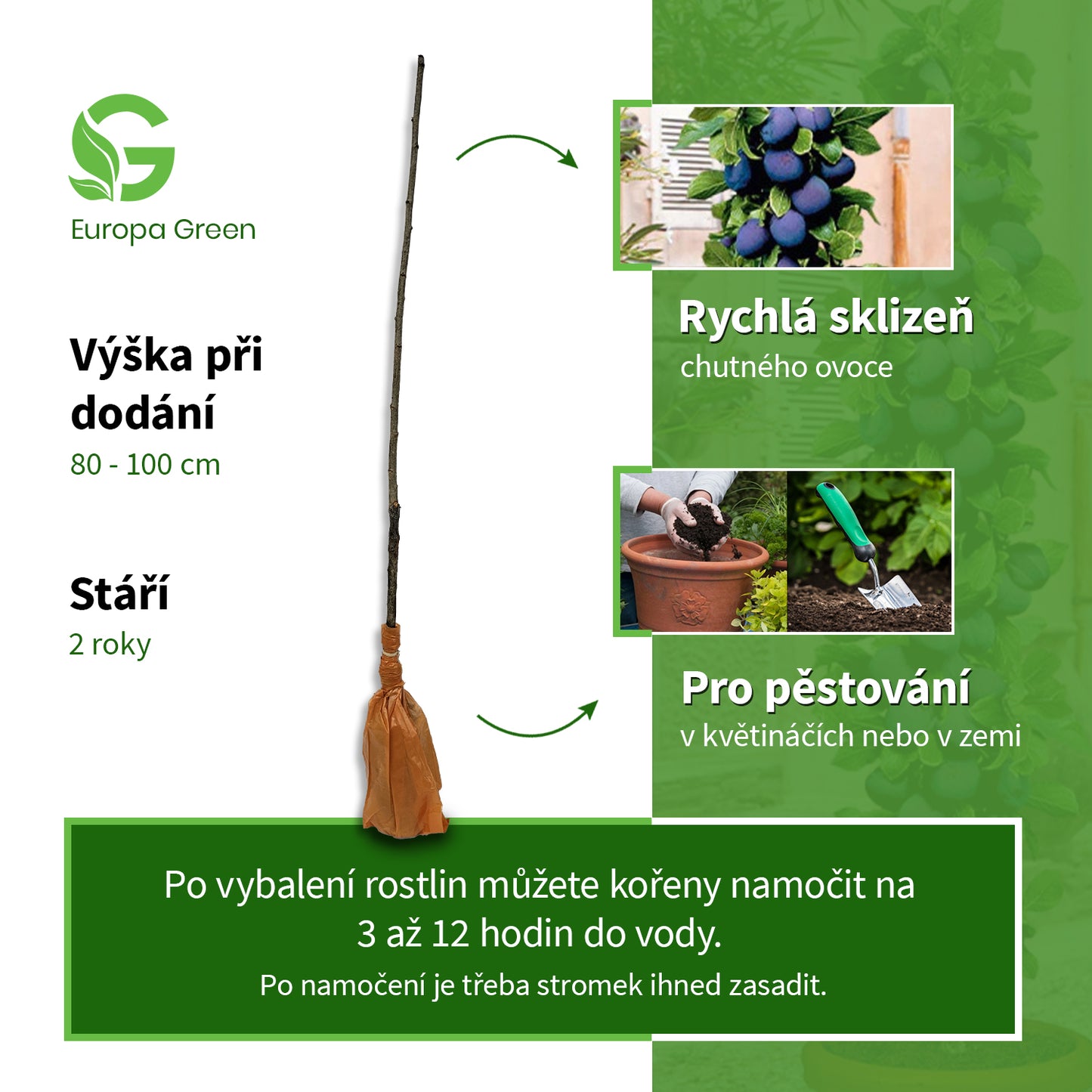 Sloupovitá švestka Stanley