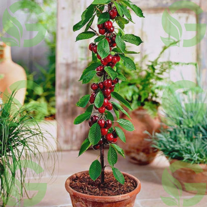 Sloupovitá třešeň Burlat