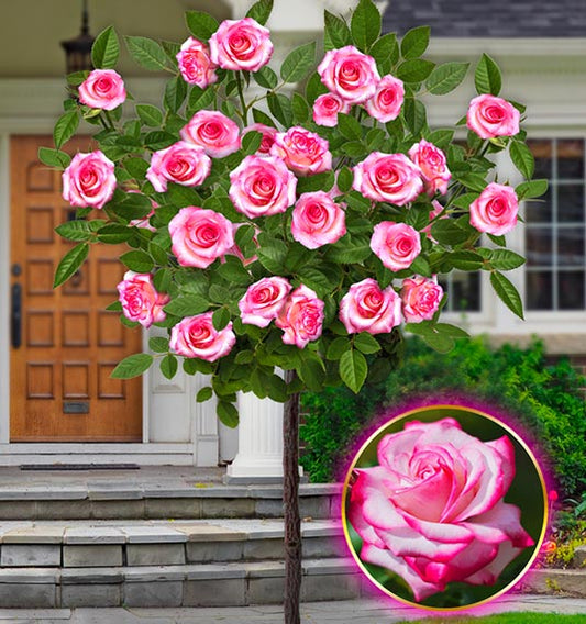 Růže Laminuette Long - 120