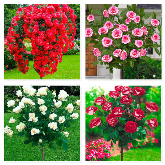 Kompletní sada 4 stromkových růží (Scarlet, Pascali, Osiria, Laminuette)