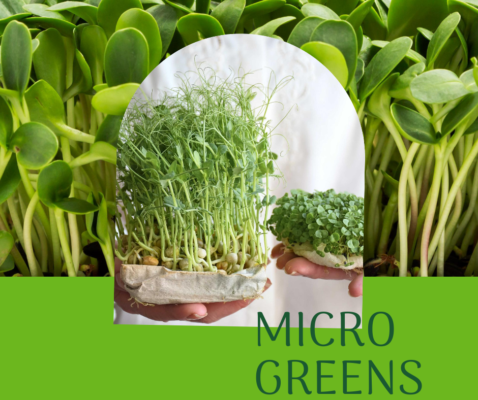 Barevný výběr Microgreens