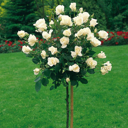 Růže Pascali Long- 120